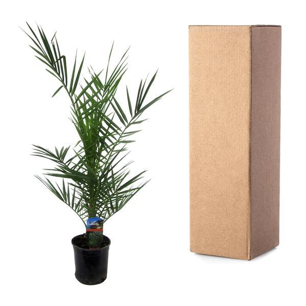 [Brand/Company Name] [Plant/Flower Type] and [Plant/Flower Type] set in [Material/Color] pot on [Material/Color] tray.