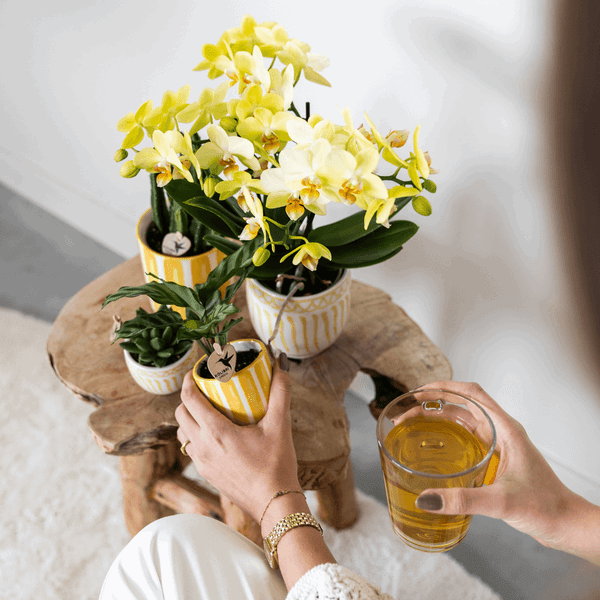 [Brand/Company Name] [Plant/Flower Type] and [Plant/Flower Type] set in [Material/Color] pot on [Material/Color] tray.