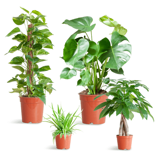 [Brand/Company Name] [Plant/Flower Type] and [Plant/Flower Type] set in [Material/Color] pot on [Material/Color] tray.