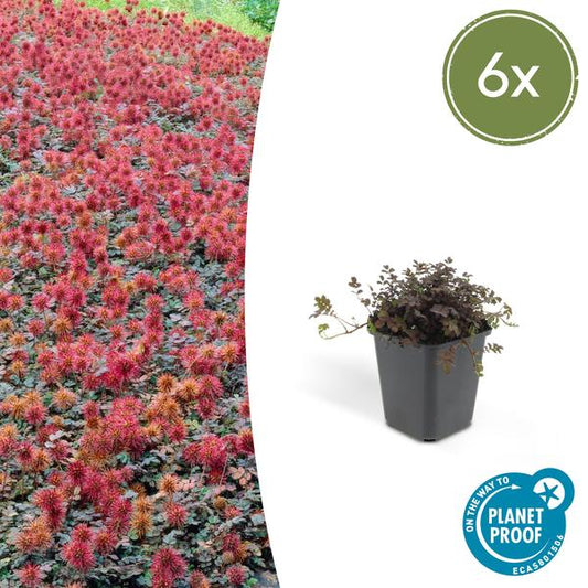 [Brand/Company Name] [Plant/Flower Type] and [Plant/Flower Type] set in [Material/Color] pot on [Material/Color] tray.