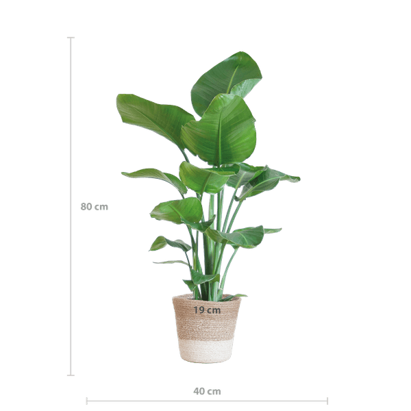 [Brand/Company Name] [Plant/Flower Type] and [Plant/Flower Type] set in [Material/Color] pot on [Material/Color] tray.