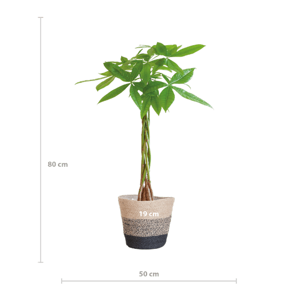 [Brand/Company Name] [Plant/Flower Type] and [Plant/Flower Type] set in [Material/Color] pot on [Material/Color] tray.