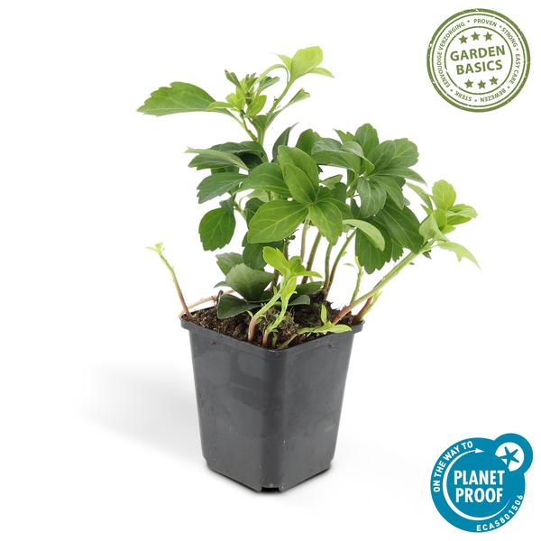 [Brand/Company Name] [Plant/Flower Type] and [Plant/Flower Type] set in [Material/Color] pot on [Material/Color] tray.