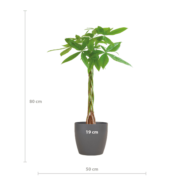 [Brand/Company Name] [Plant/Flower Type] and [Plant/Flower Type] set in [Material/Color] pot on [Material/Color] tray.