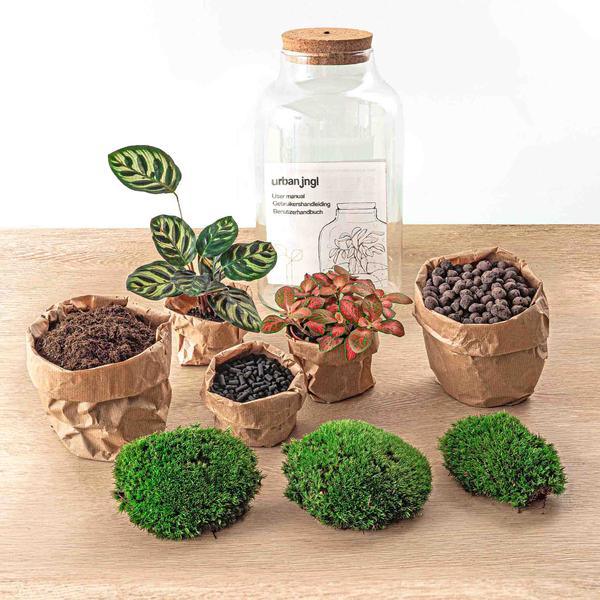 [Brand/Company Name] [Plant/Flower Type] and [Plant/Flower Type] set in [Material/Color] pot on [Material/Color] tray.