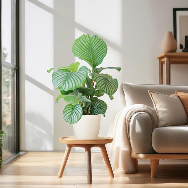 [Brand/Company Name] [Plant/Flower Type] and [Plant/Flower Type] set in [Material/Color] pot on [Material/Color] tray.
