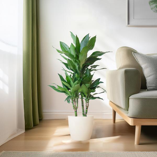 [Brand/Company Name] [Plant/Flower Type] and [Plant/Flower Type] set in [Material/Color] pot on [Material/Color] tray.