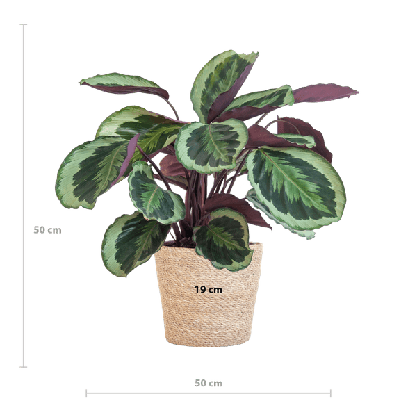 [Brand/Company Name] [Plant/Flower Type] and [Plant/Flower Type] set in [Material/Color] pot on [Material/Color] tray.