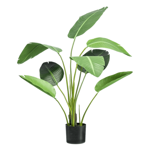 [Brand/Company Name] [Plant/Flower Type] and [Plant/Flower Type] set in [Material/Color] pot on [Material/Color] tray.