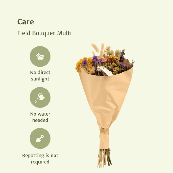[Brand/Company Name] [Plant/Flower Type] and [Plant/Flower Type] set in [Material/Color] pot on [Material/Color] tray.