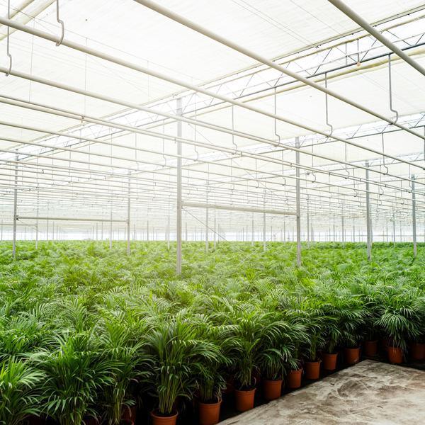 [Brand/Company Name] [Plant/Flower Type] and [Plant/Flower Type] set in [Material/Color] pot on [Material/Color] tray.
