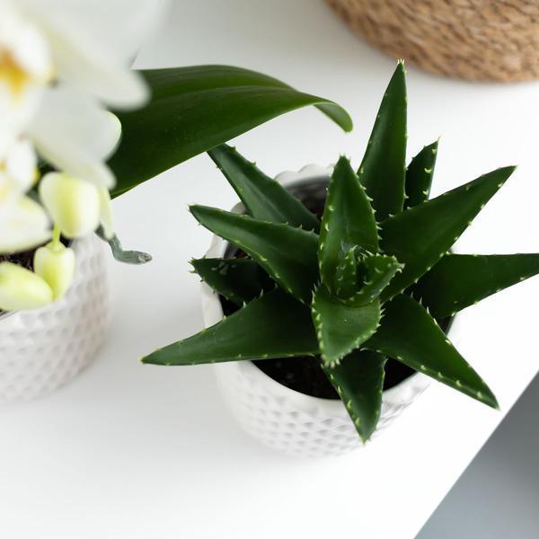 [Brand/Company Name] [Plant/Flower Type] and [Plant/Flower Type] set in [Material/Color] pot on [Material/Color] tray.