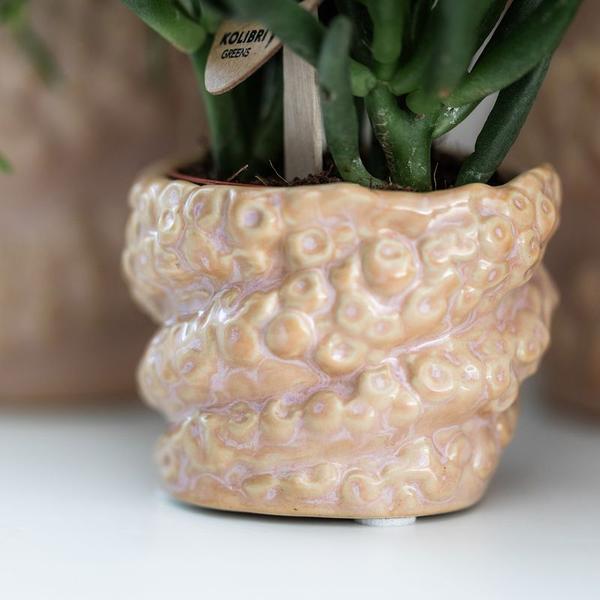 [Brand/Company Name] [Plant/Flower Type] and [Plant/Flower Type] set in [Material/Color] pot on [Material/Color] tray.