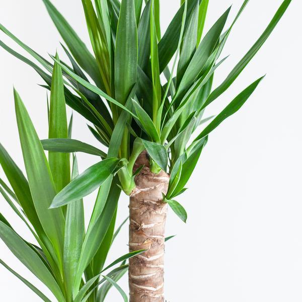 [Brand/Company Name] [Plant/Flower Type] and [Plant/Flower Type] set in [Material/Color] pot on [Material/Color] tray.