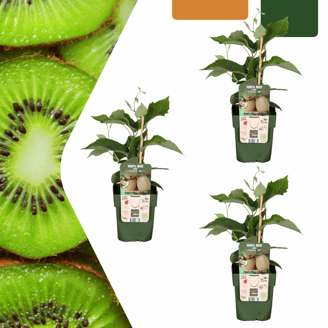 [Brand/Company Name] [Plant/Flower Type] and [Plant/Flower Type] set in [Material/Color] pot on [Material/Color] tray.