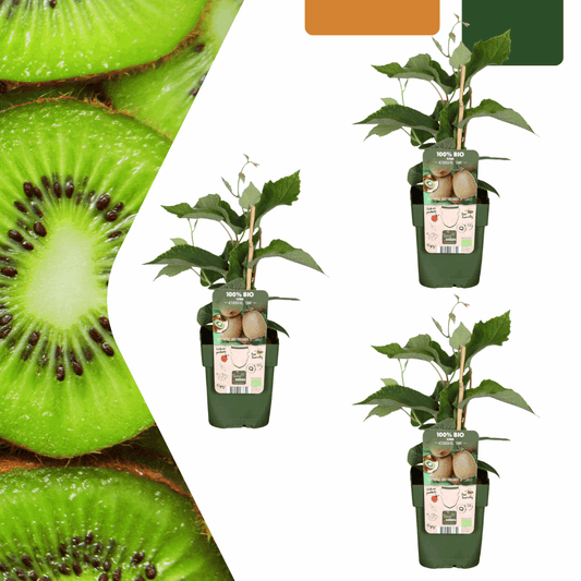 [Brand/Company Name] [Plant/Flower Type] and [Plant/Flower Type] set in [Material/Color] pot on [Material/Color] tray.