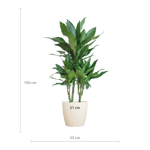 [Brand/Company Name] [Plant/Flower Type] and [Plant/Flower Type] set in [Material/Color] pot on [Material/Color] tray.