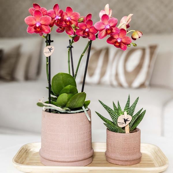 [Brand/Company Name] [Plant/Flower Type] and [Plant/Flower Type] set in [Material/Color] pot on [Material/Color] tray.