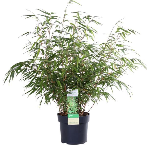 [Brand/Company Name] [Plant/Flower Type] and [Plant/Flower Type] set in [Material/Color] pot on [Material/Color] tray.