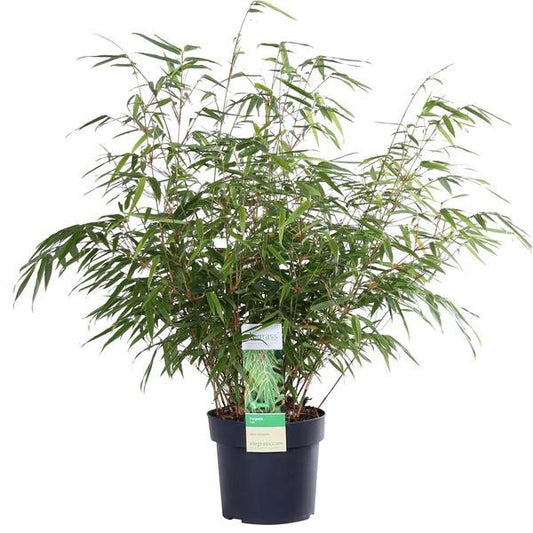 [Brand/Company Name] [Plant/Flower Type] and [Plant/Flower Type] set in [Material/Color] pot on [Material/Color] tray.