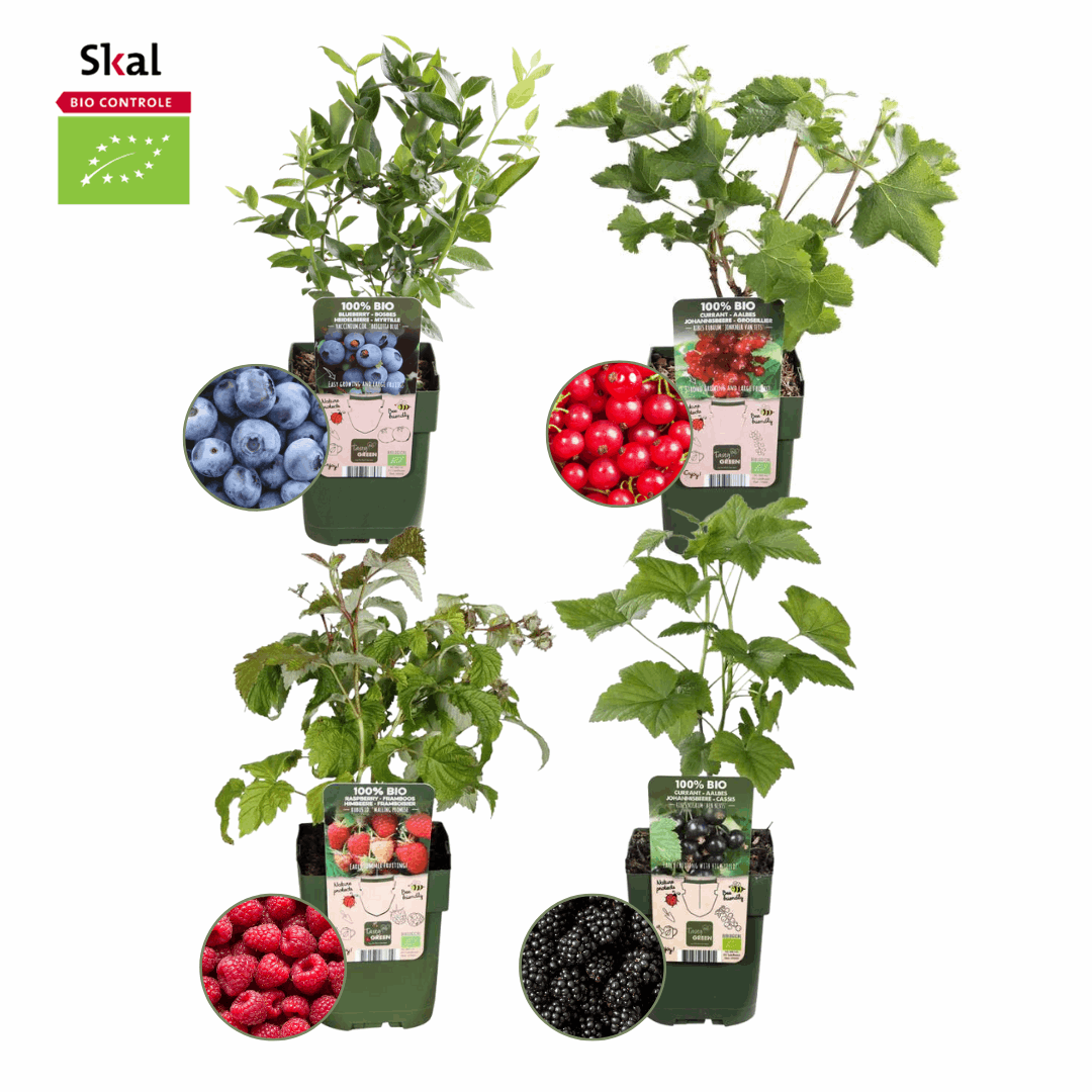[Brand/Company Name] [Plant/Flower Type] and [Plant/Flower Type] set in [Material/Color] pot on [Material/Color] tray.