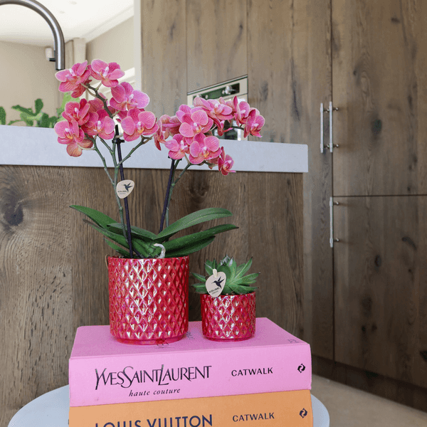 [Brand/Company Name] [Plant/Flower Type] and [Plant/Flower Type] set in [Material/Color] pot on [Material/Color] tray.