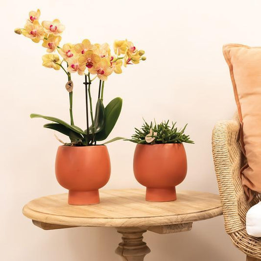 [Brand/Company Name] [Plant/Flower Type] and [Plant/Flower Type] set in [Material/Color] pot on [Material/Color] tray.