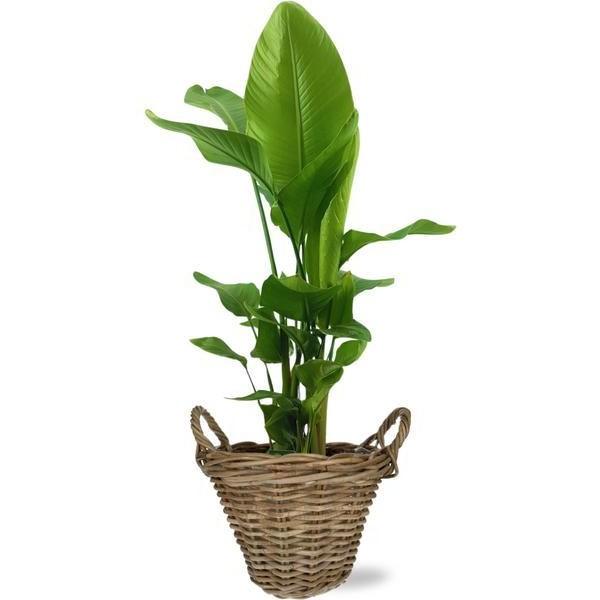 [Brand/Company Name] [Plant/Flower Type] and [Plant/Flower Type] set in [Material/Color] pot on [Material/Color] tray.