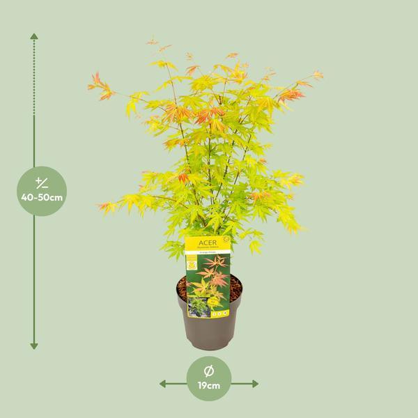 [Brand/Company Name] [Plant/Flower Type] and [Plant/Flower Type] set in [Material/Color] pot on [Material/Color] tray.