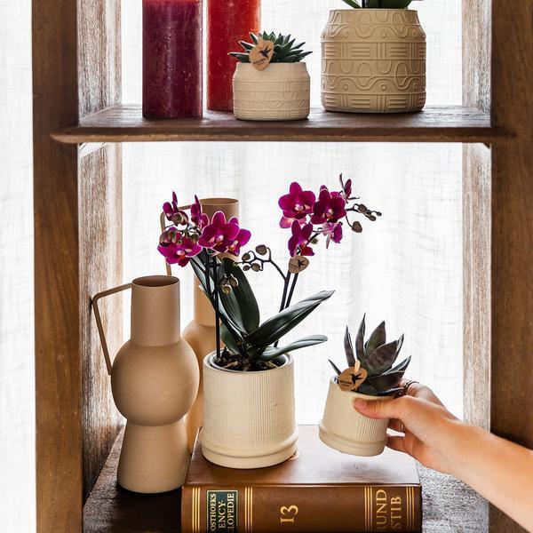 [Brand/Company Name] [Plant/Flower Type] and [Plant/Flower Type] set in [Material/Color] pot on [Material/Color] tray.