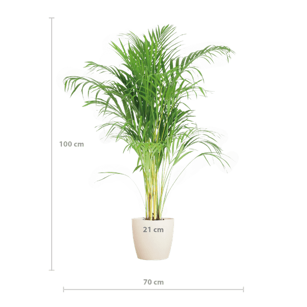 [Brand/Company Name] [Plant/Flower Type] and [Plant/Flower Type] set in [Material/Color] pot on [Material/Color] tray.
