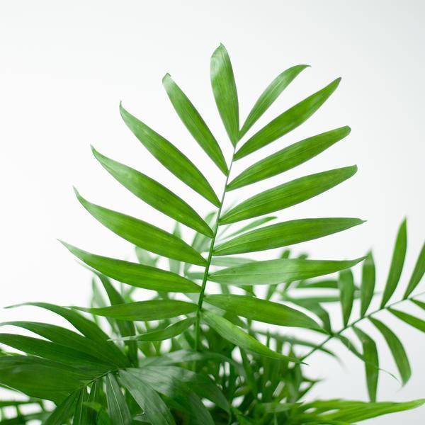 [Brand/Company Name] [Plant/Flower Type] and [Plant/Flower Type] set in [Material/Color] pot on [Material/Color] tray.