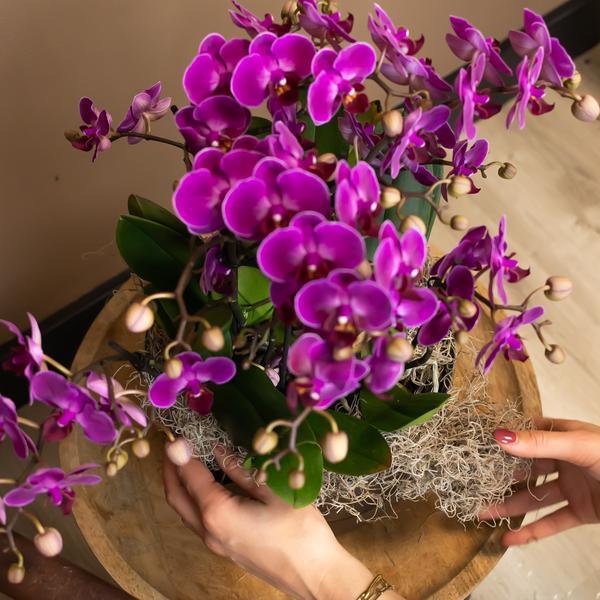 [Brand/Company Name] [Plant/Flower Type] and [Plant/Flower Type] set in [Material/Color] pot on [Material/Color] tray.