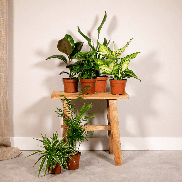 [Brand/Company Name] [Plant/Flower Type] and [Plant/Flower Type] set in [Material/Color] pot on [Material/Color] tray.