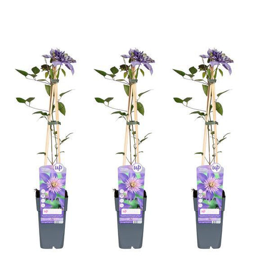 [Brand/Company Name] [Plant/Flower Type] and [Plant/Flower Type] set in [Material/Color] pot on [Material/Color] tray.