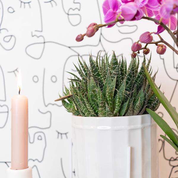 [Brand/Company Name] [Plant/Flower Type] and [Plant/Flower Type] set in [Material/Color] pot on [Material/Color] tray.
