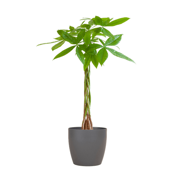 [Brand/Company Name] [Plant/Flower Type] and [Plant/Flower Type] set in [Material/Color] pot on [Material/Color] tray.
