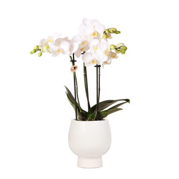 [Brand/Company Name] [Plant/Flower Type] and [Plant/Flower Type] set in [Material/Color] pot on [Material/Color] tray.