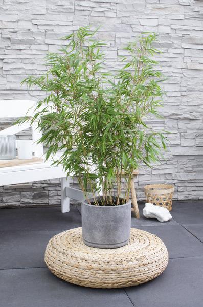 [Brand/Company Name] [Plant/Flower Type] and [Plant/Flower Type] set in [Material/Color] pot on [Material/Color] tray.