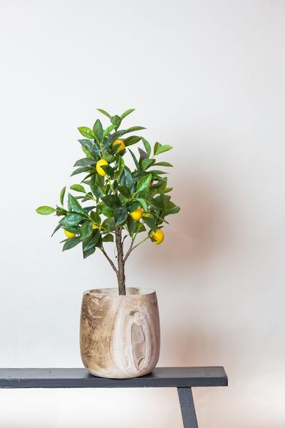 [Brand/Company Name] [Plant/Flower Type] and [Plant/Flower Type] set in [Material/Color] pot on [Material/Color] tray.
