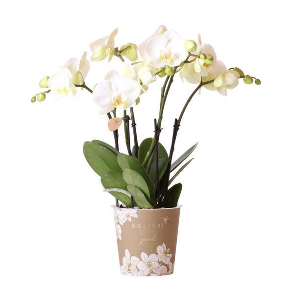 [Brand/Company Name] [Plant/Flower Type] and [Plant/Flower Type] set in [Material/Color] pot on [Material/Color] tray.