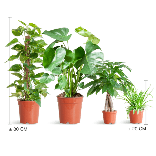 [Brand/Company Name] [Plant/Flower Type] and [Plant/Flower Type] set in [Material/Color] pot on [Material/Color] tray.