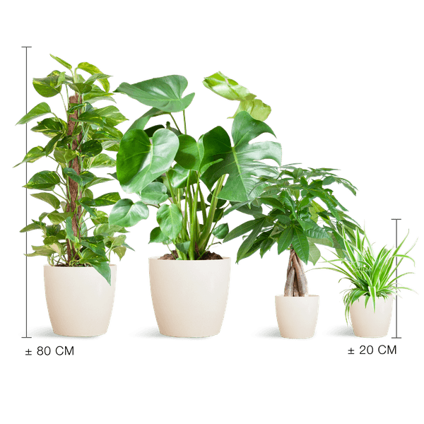 [Brand/Company Name] [Plant/Flower Type] and [Plant/Flower Type] set in [Material/Color] pot on [Material/Color] tray.