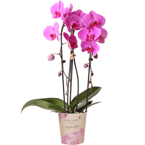 [Brand/Company Name] [Plant/Flower Type] and [Plant/Flower Type] set in [Material/Color] pot on [Material/Color] tray.