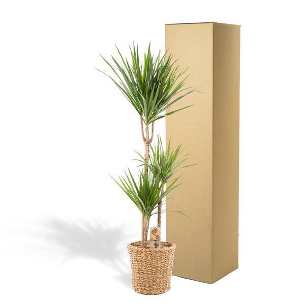 [Brand/Company Name] [Plant/Flower Type] and [Plant/Flower Type] set in [Material/Color] pot on [Material/Color] tray.