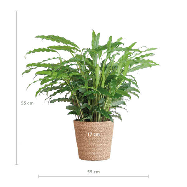 [Brand/Company Name] [Plant/Flower Type] and [Plant/Flower Type] set in [Material/Color] pot on [Material/Color] tray.