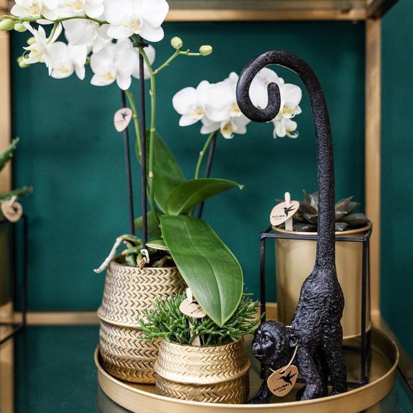 [Brand/Company Name] [Plant/Flower Type] and [Plant/Flower Type] set in [Material/Color] pot on [Material/Color] tray.
