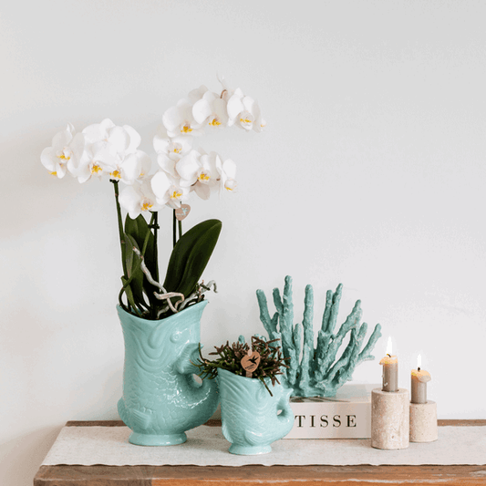 [Brand/Company Name] [Plant/Flower Type] and [Plant/Flower Type] set in [Material/Color] pot on [Material/Color] tray.