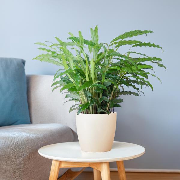 [Brand/Company Name] [Plant/Flower Type] and [Plant/Flower Type] set in [Material/Color] pot on [Material/Color] tray.