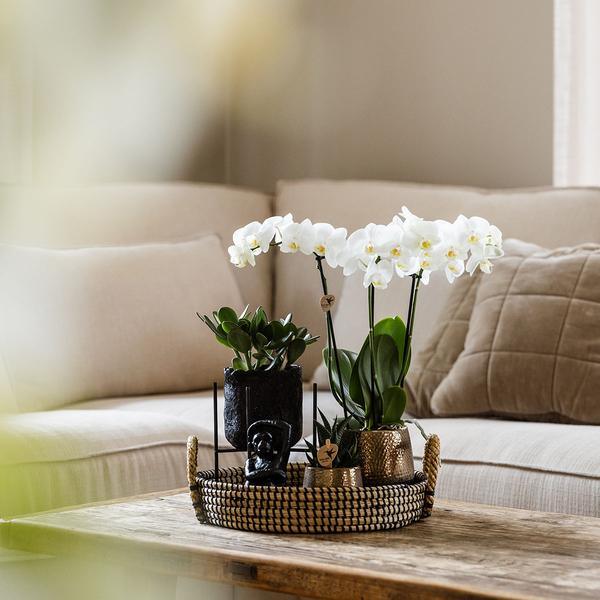 [Brand/Company Name] [Plant/Flower Type] and [Plant/Flower Type] set in [Material/Color] pot on [Material/Color] tray.